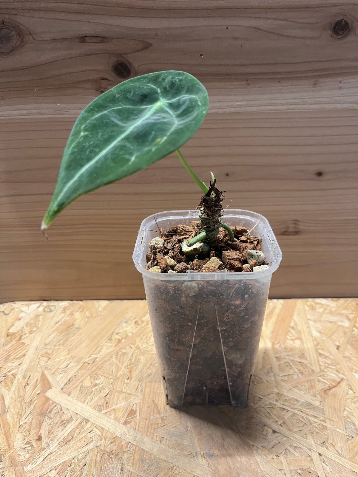 アンスリウム フォルゲッティ ホワイトストライプ | GREEN LUCK