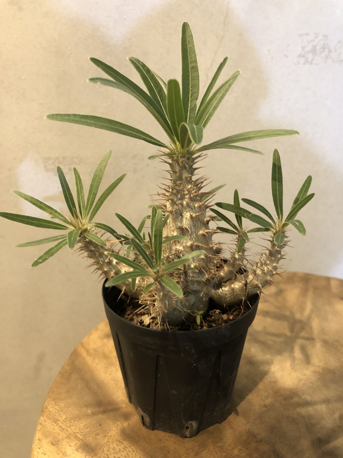 パキポディウム グラキリス 実生 | GREEN LUCK