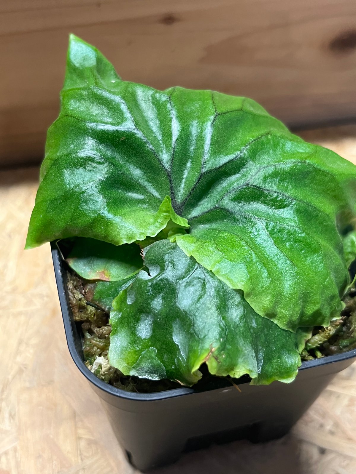 ビカクシダ P.madagascariense Yahoo!オークション - P. madagascariense (wild由来株