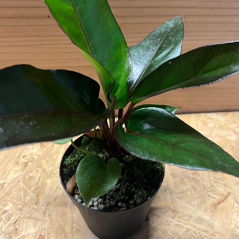 アンスリウム フーケリー 'ブラックドラゴン' | GREEN LUCK