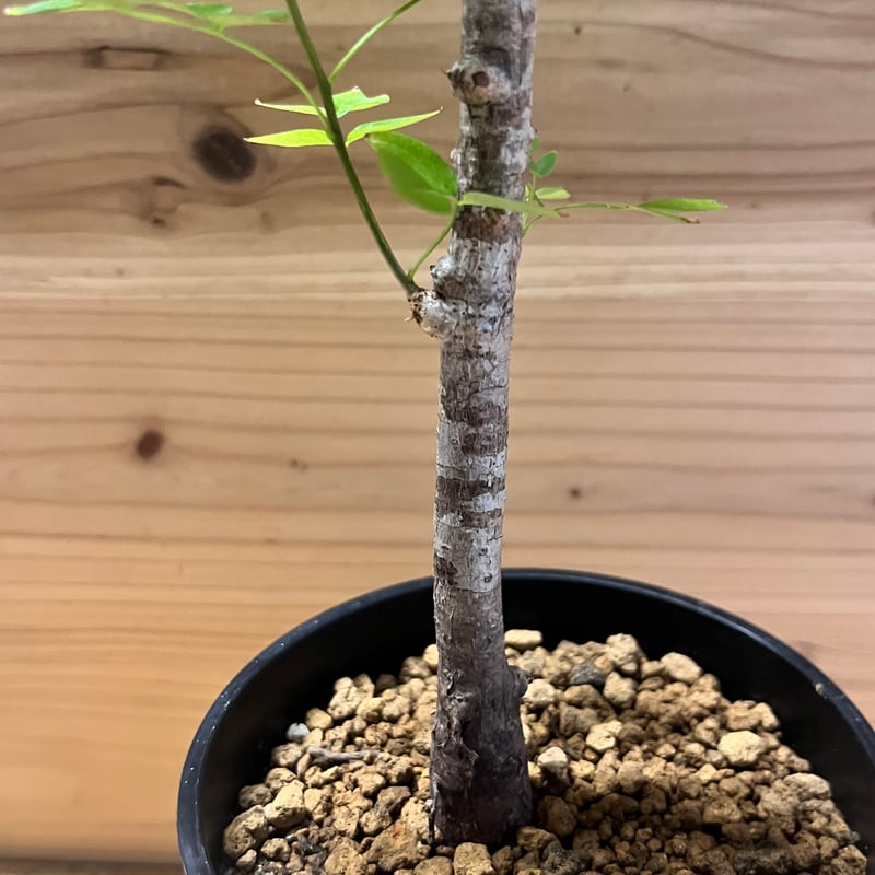 国内 実生株 オペルクリカリア ボレアリス オペルクリカリア ボレアリス | GREEN LUCK