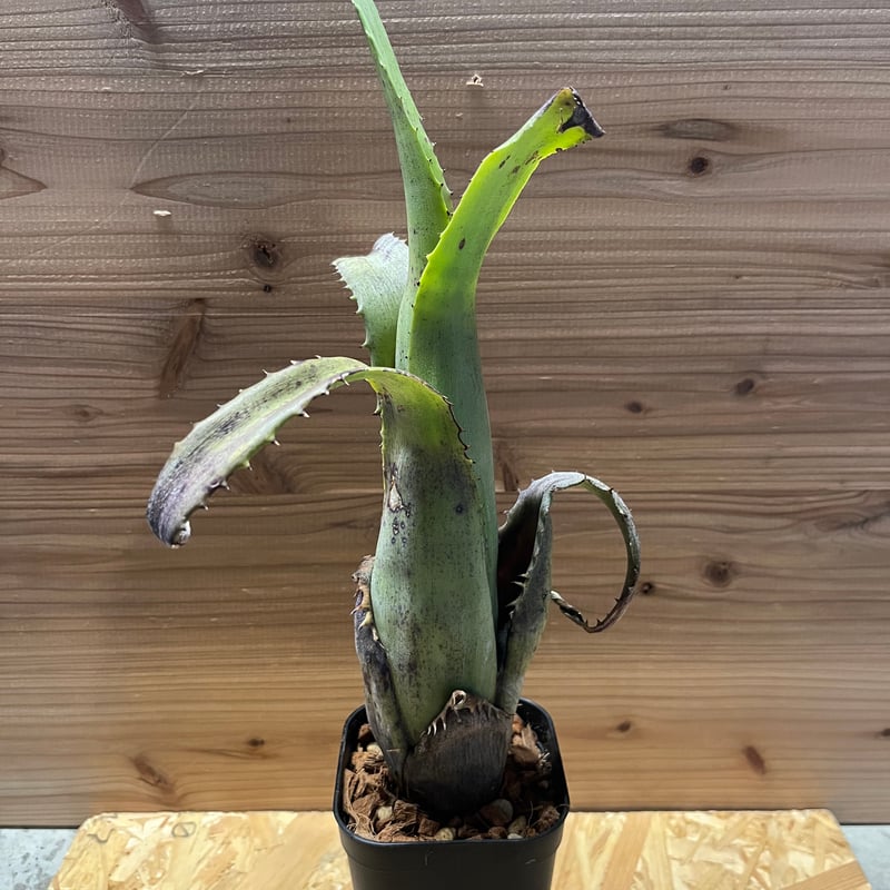 aechmea tocantiana エクメア　トカンティアナ a様専用エクメア トカンティナ | GREEN LUCK