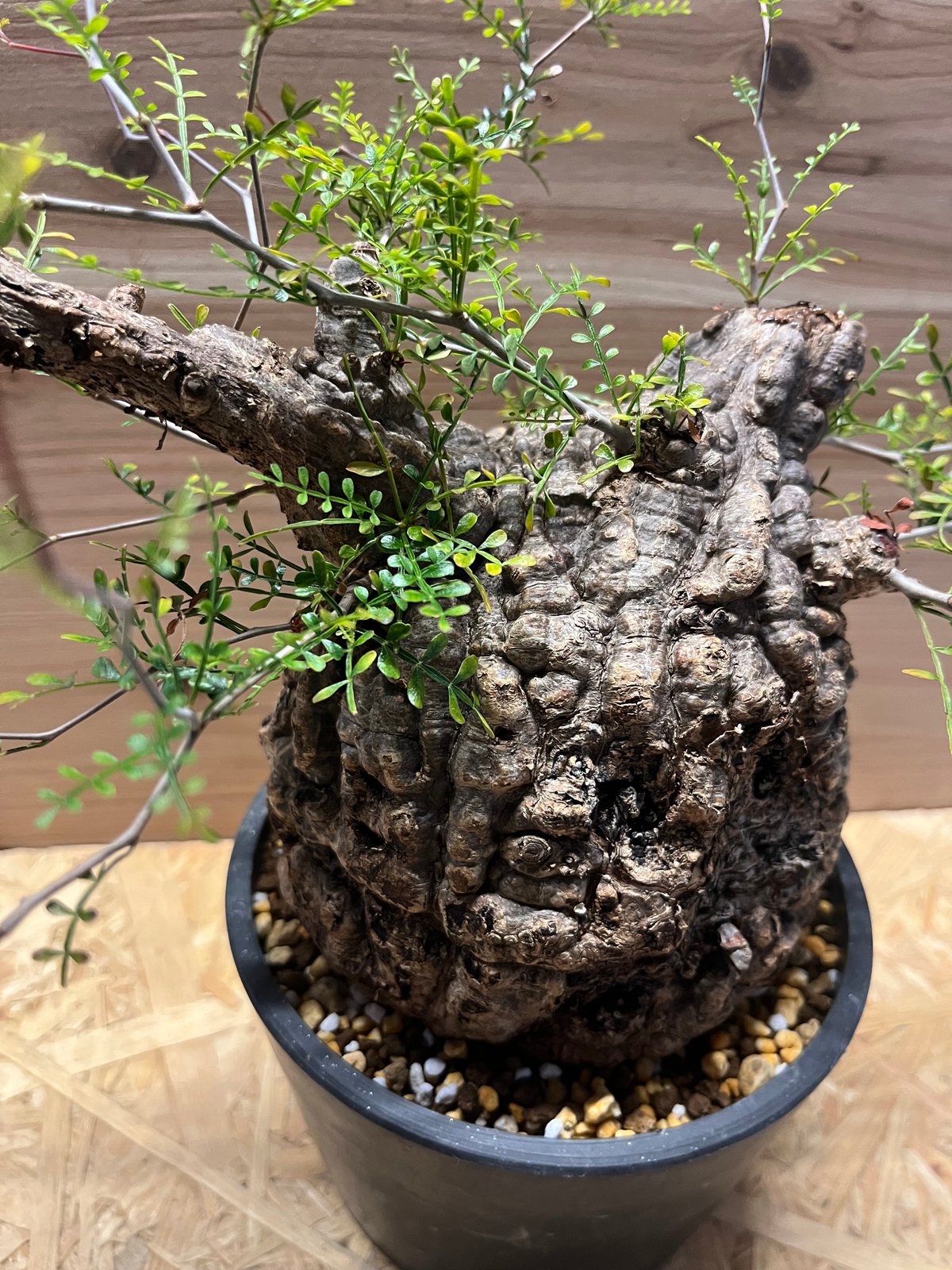 オペルクリカリア パキプス 発根済み | GREEN LUCK