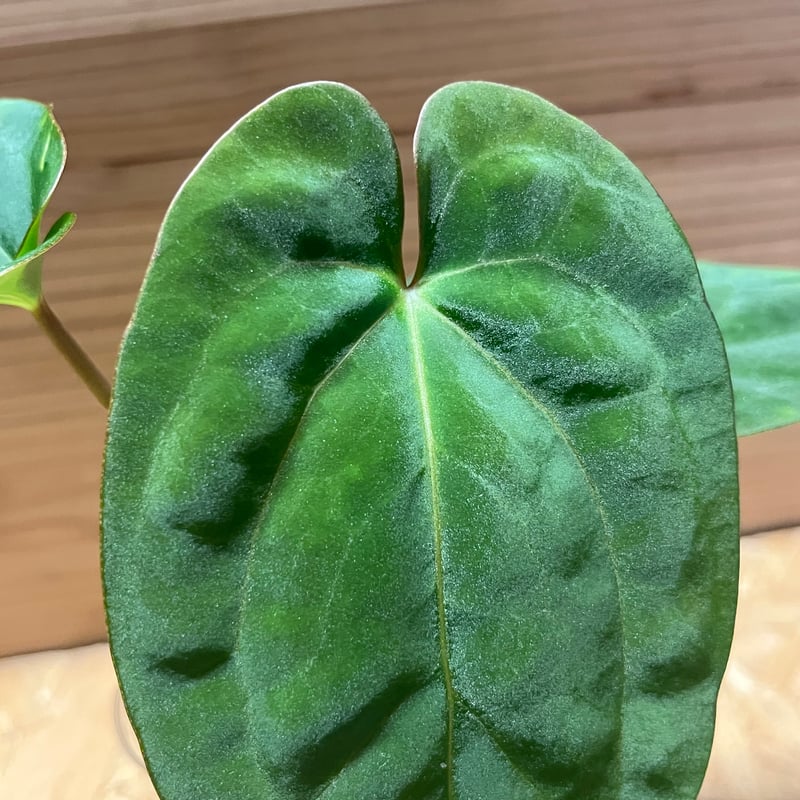 アンスリウム NO ID | GREEN LUCK
