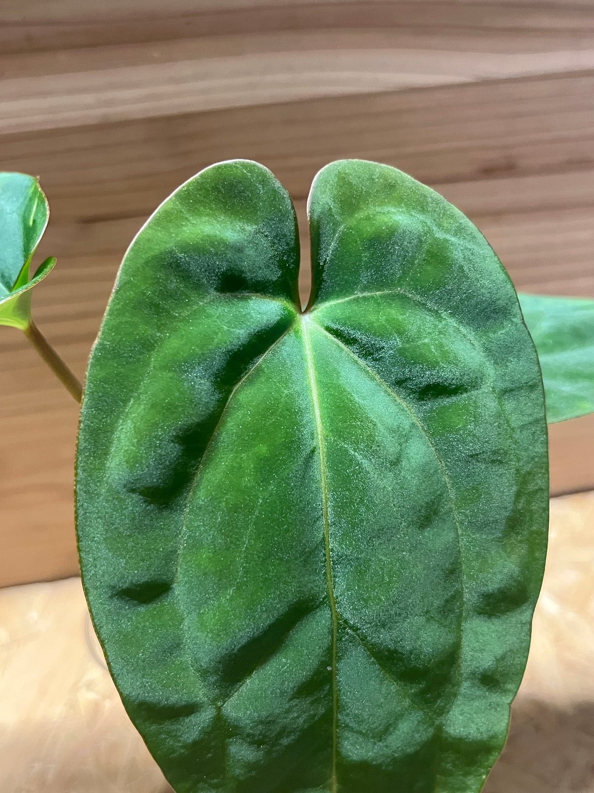 アンスリウム NO ID | GREEN LUCK