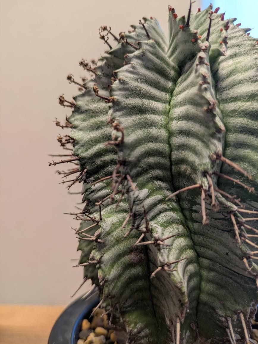 ユーフォルビア ホリダ ゼブラホリダ | GREEN LUCK