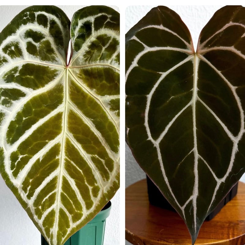 アンスリウム エンジェルズドリーム×カーラブラッキー | GREEN LUCK