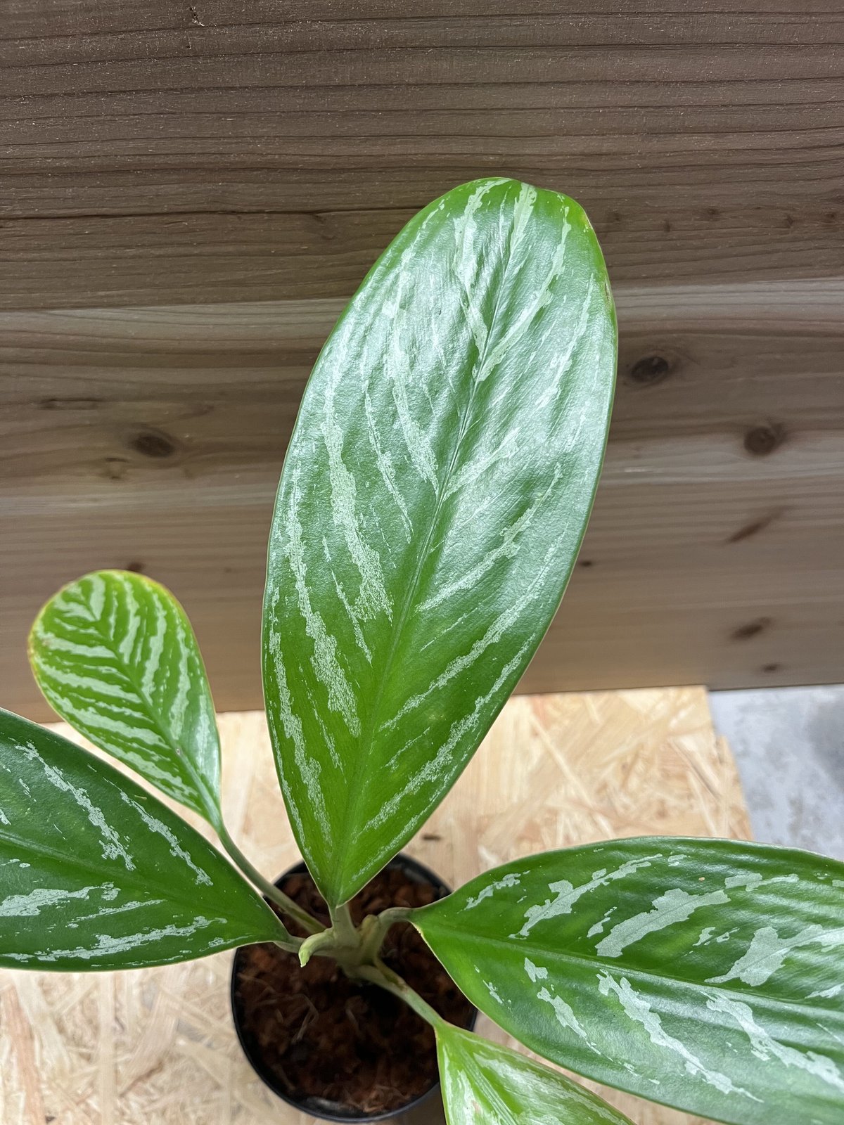 ⭐︎ 専用中　⭐︎ アグラオネマ ニティドゥム カーティシー　ミニラン鉢4.5号 アグラオネマ ニティドゥム カーティシー | GREEN LUCK