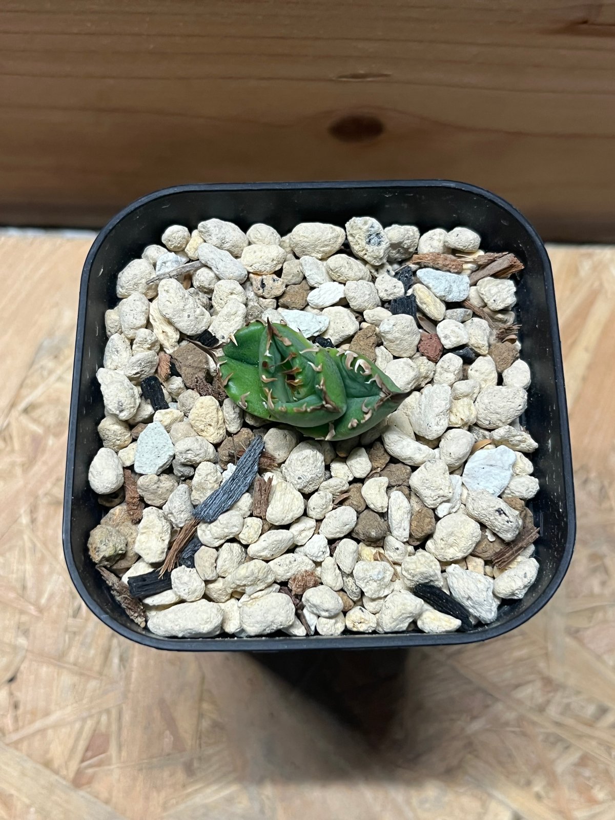 アガベ チタノタ クラウン | GREEN LUCK