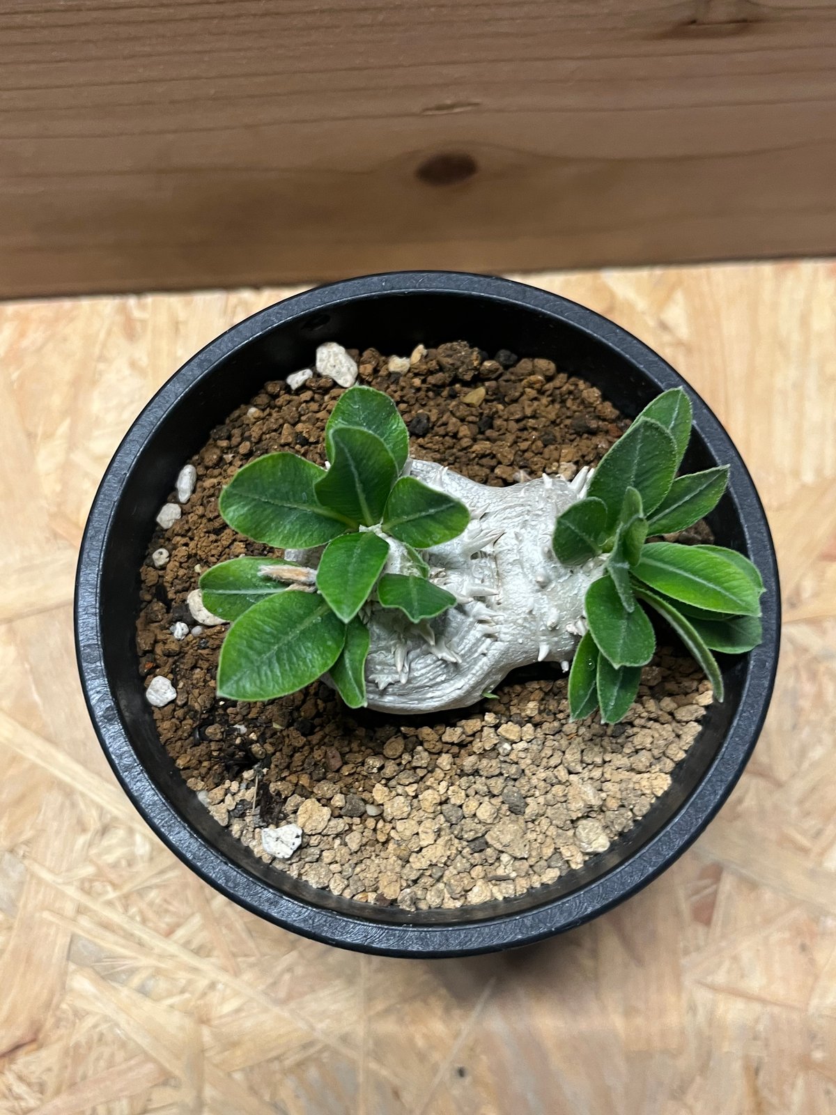 パキポディウム 恵比寿笑い Pachypodium brevicaule ⑫ Pachypodium brevicaule パキポディウム 恵比寿笑い | 品種紹介