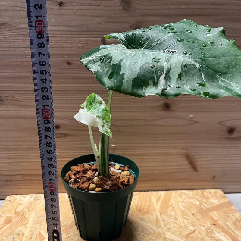 Alocasia Okinawa　Silver クワズイモ　斑入り 3年生 Alocasia Okinawa Silver クワズイモ 斑入り 3年生 斑入り