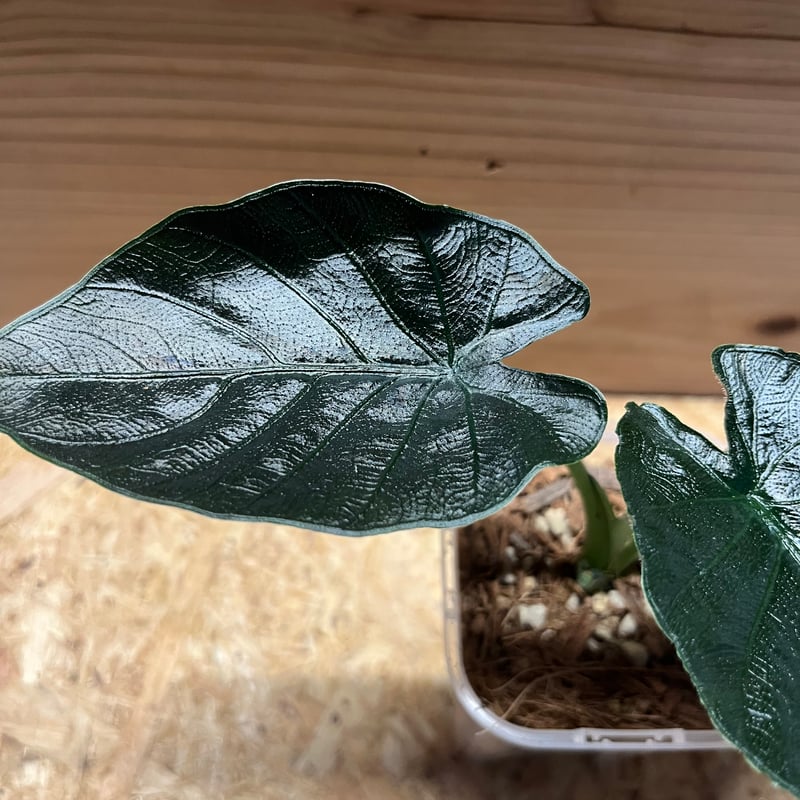 アロカシア アントロベルベット | GREEN LUCK