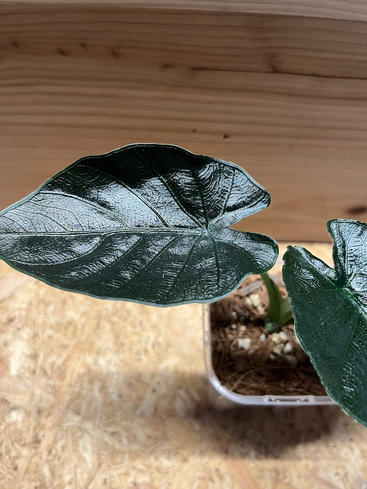 アロカシア アントロベルベット | GREEN LUCK