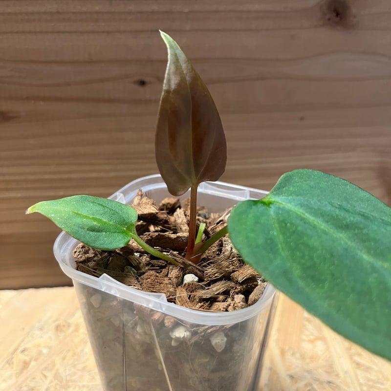 アンスリウム ポーティラエ NSE | GREEN LUCK