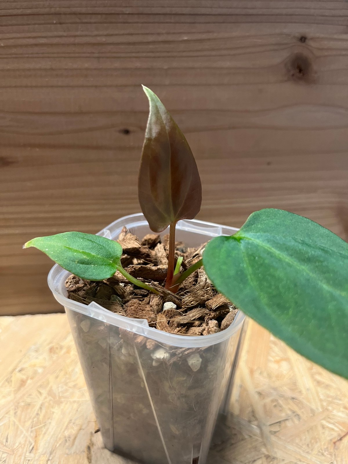 T*m様 アンスリウム　ポーティラエ　NSE アンスリウム ポーティラエ NSE | GREEN LUCK