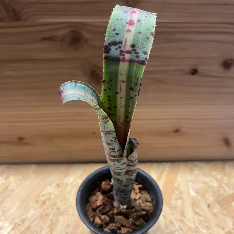 ケスネリア ラファエルオリベイラ | GREEN LUCK