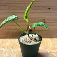 アンスリウム　NO ID アンスリウム NO ID | GREEN LUCK