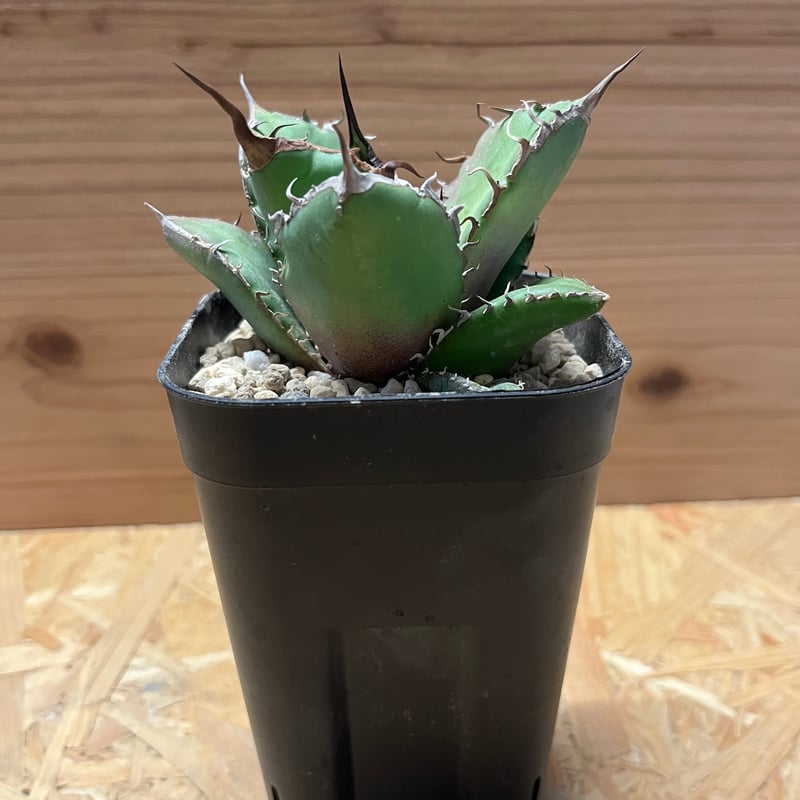 アガベ チタノタ ノーネーム | GREEN LUCK