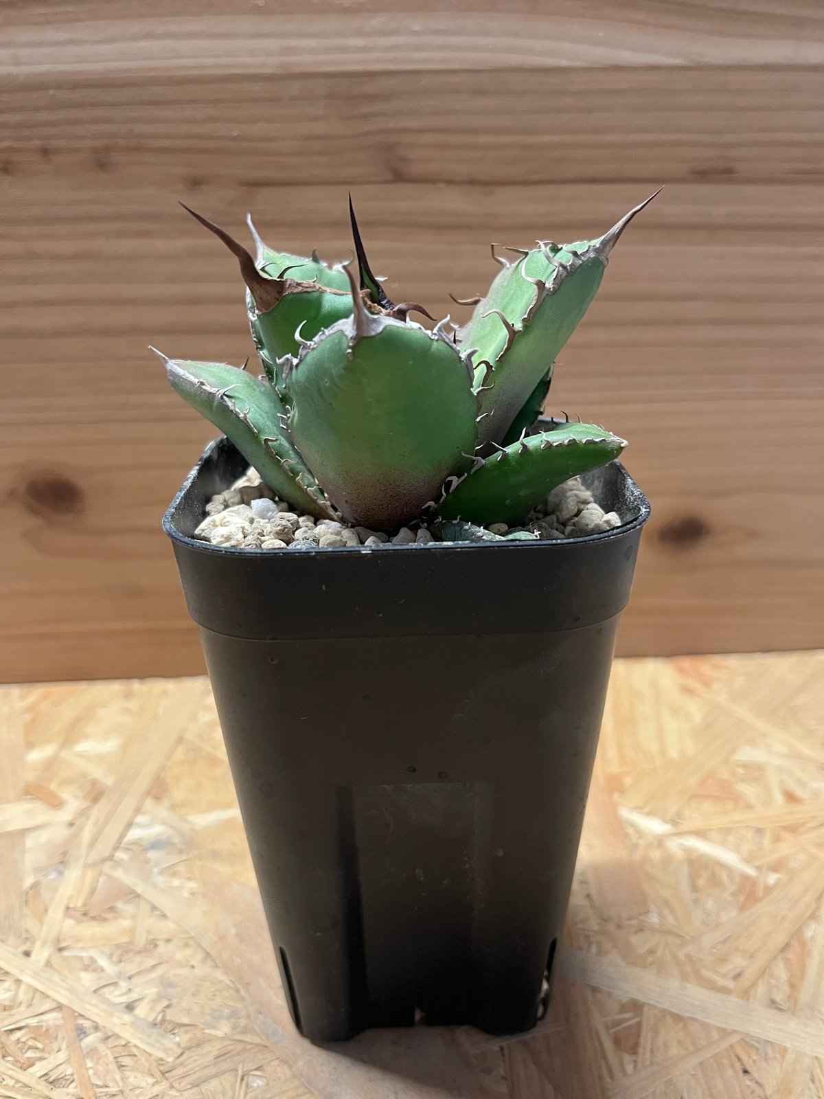 アガベ チタノタ ノーネーム | GREEN LUCK