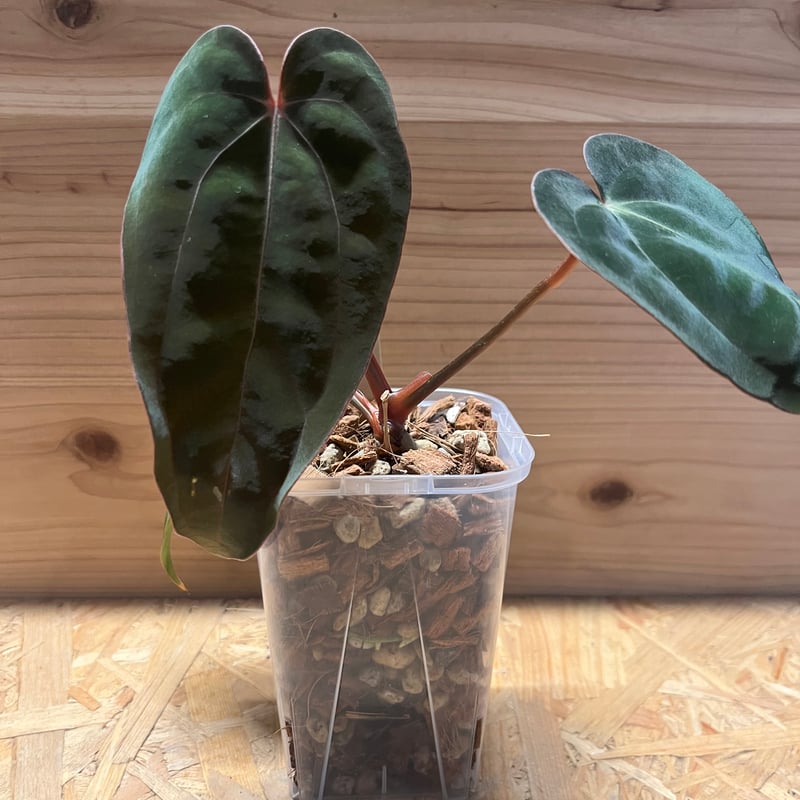 anthurium carlablackiae アンスリウム　カーラブラッキー Secret Bazaar | _ 『 アンスリウム・カーラブラッキーアイ