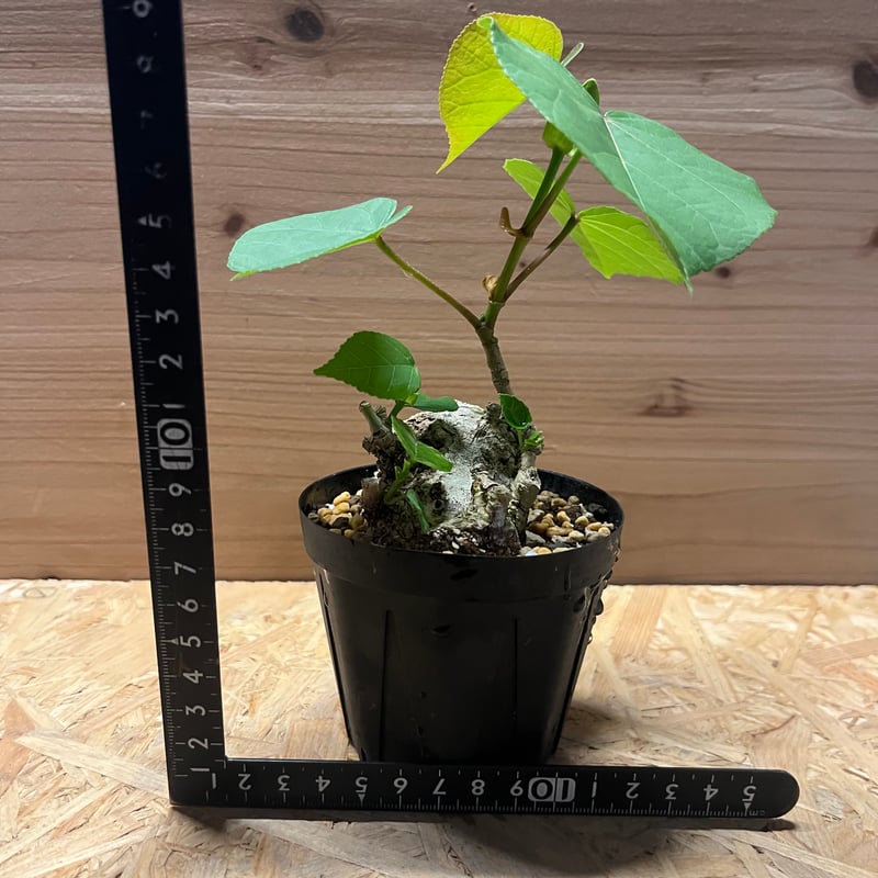 オオハマボウ | GREEN LUCK