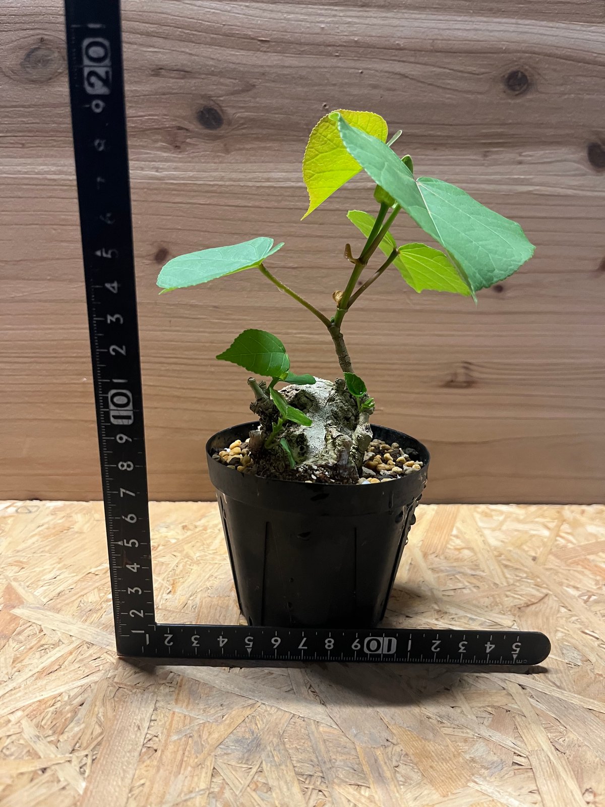 オオハマボウ | GREEN LUCK