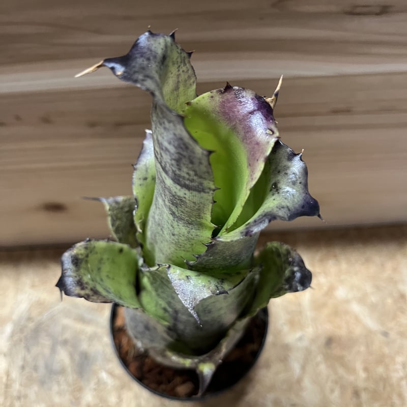 ホヘンベルギア レオポルドホルスティ×カーラ | GREEN LUCK