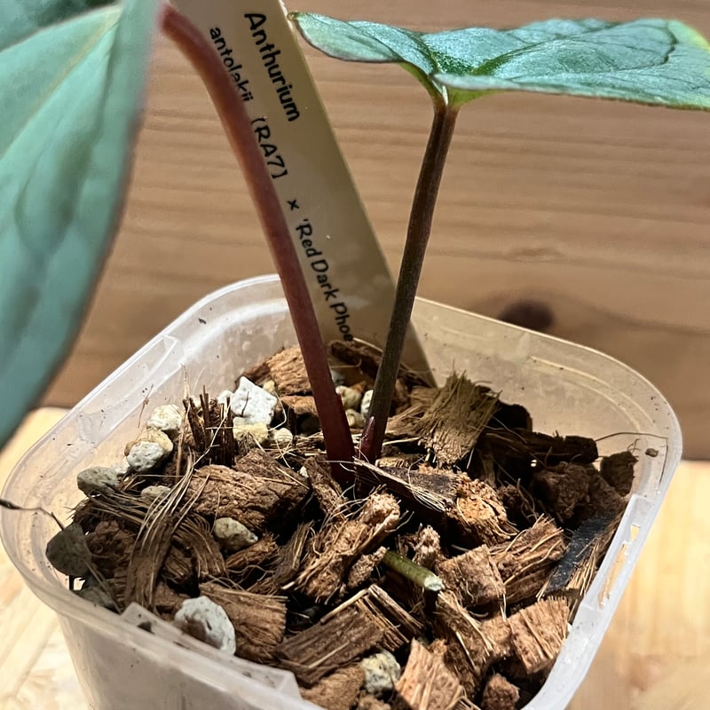 アンスリウム　ダークフェニックス　斑入り　ミント斑　激レア アンスリウム Anthurium 'Dark Phoenix' – RARE PLANTS JAPAN
