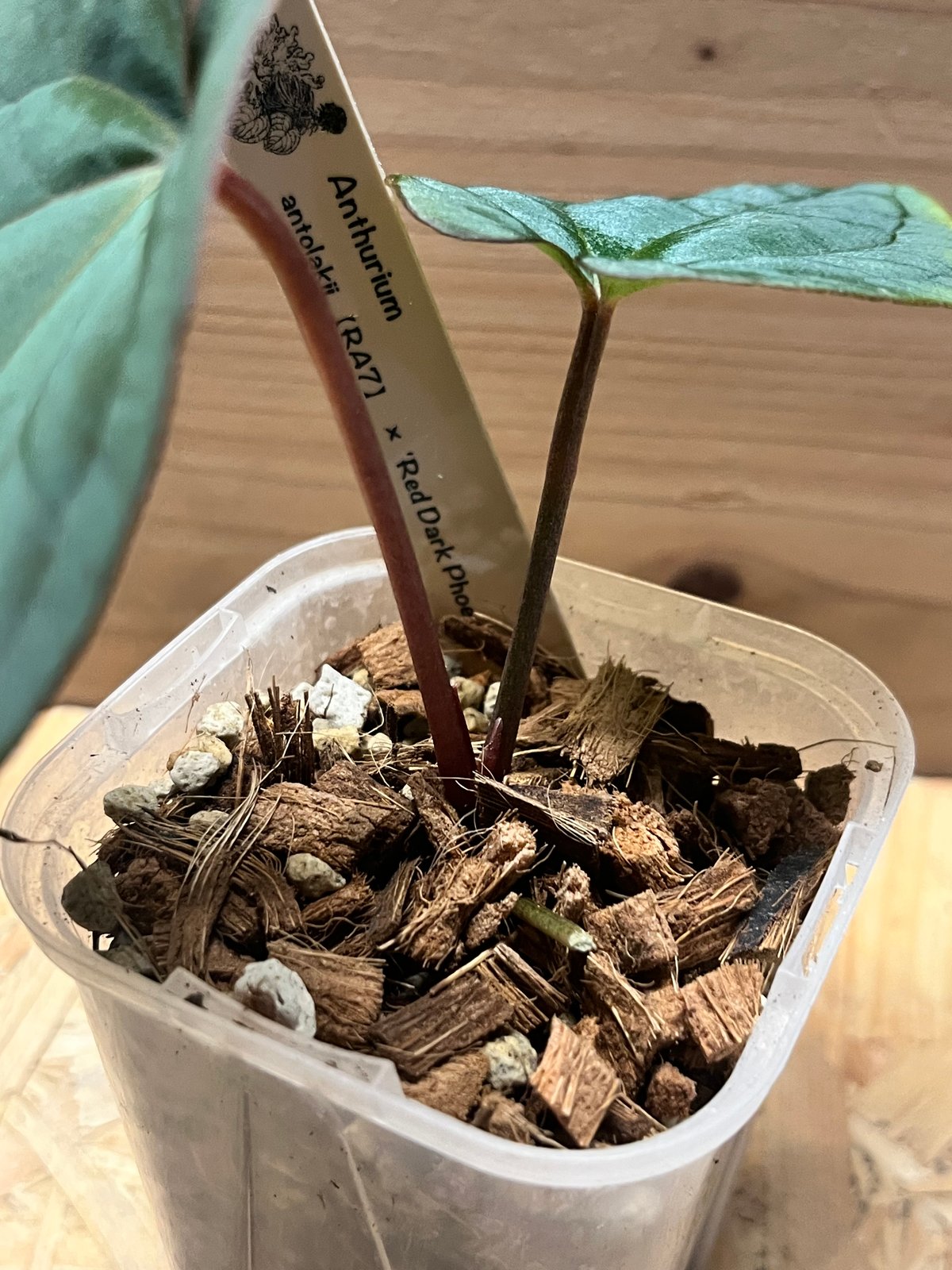 アンスリウム　サブシグナツム x レッドダークフェニックス アンスリウム サブシグナツム x レッドダークフェニックス