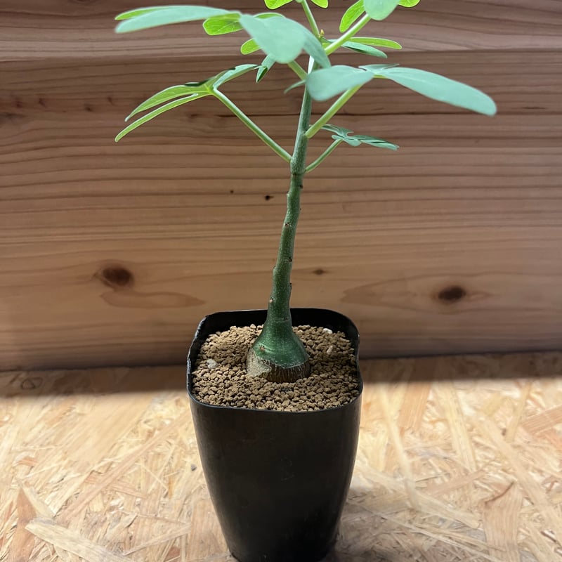 アデニア グラウカ | GREEN LUCK