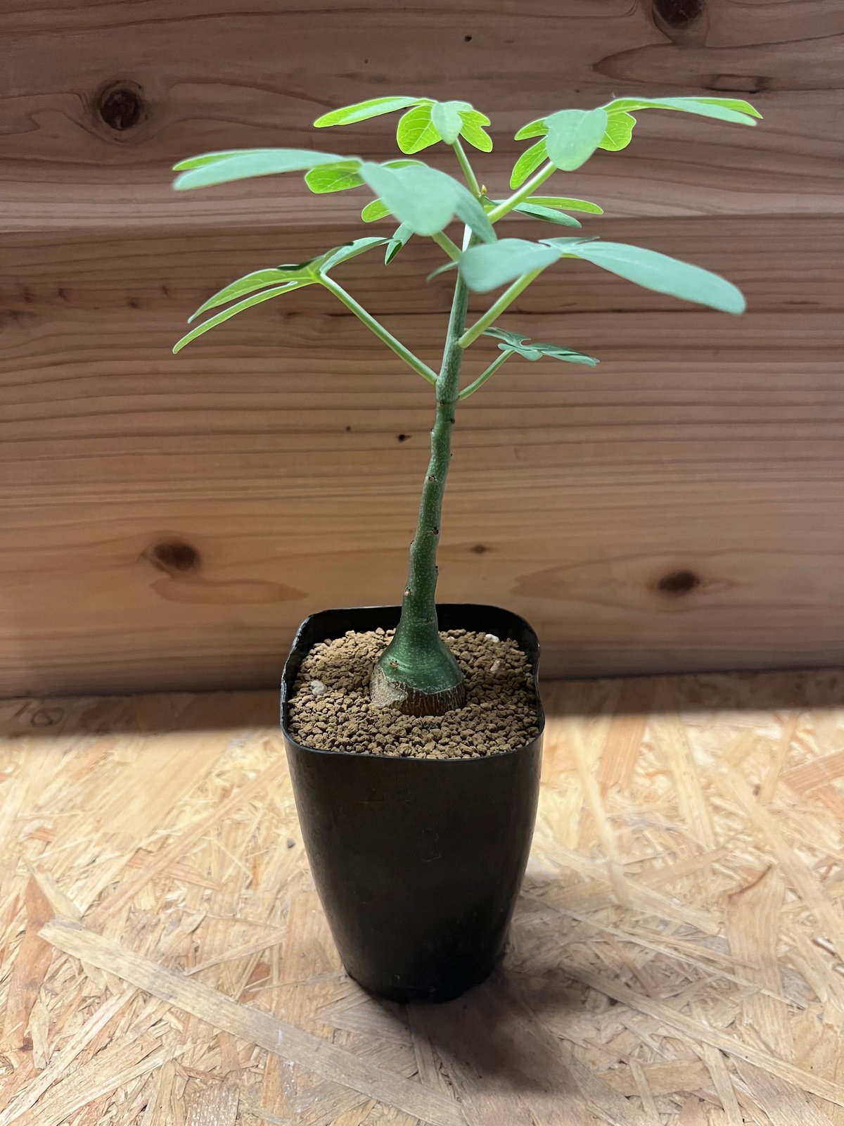 最終値下げ　アデニアグラウカ 最終値下げ アデニアグラウカ