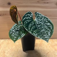 ビカクシダ ウィリンキー ナノ スポア | GREEN LUCK