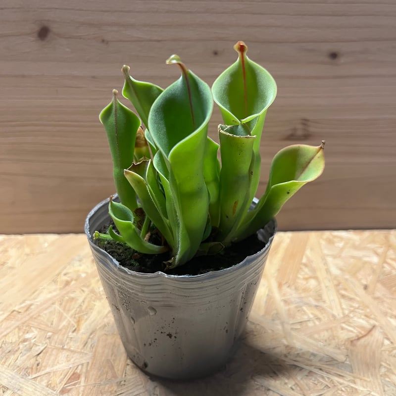 ヘリアンフォラ ネブリナエ レア種 ヘリアンフォラ | GREEN LUCK