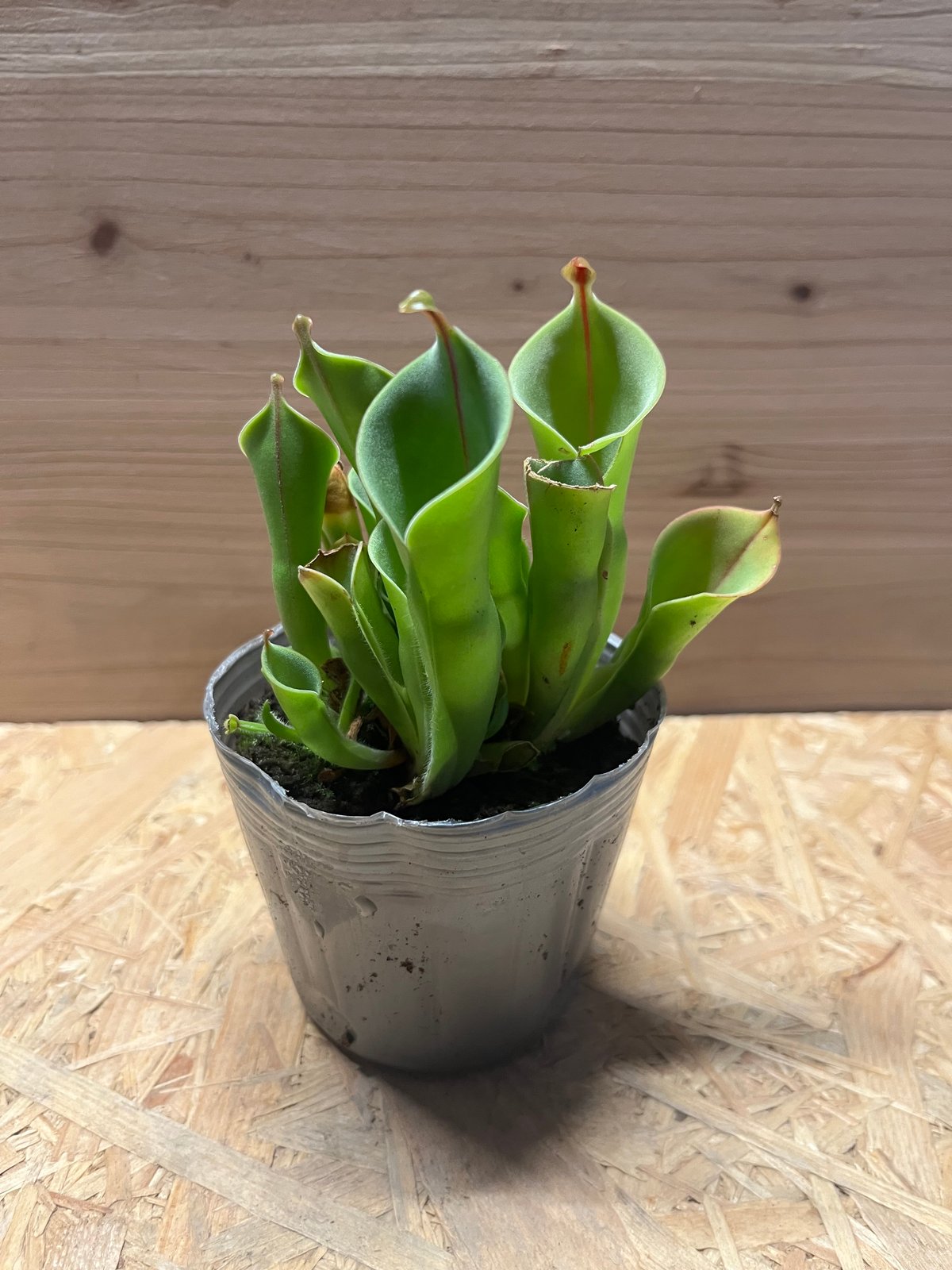 ヘリアンフォラ | GREEN LUCK