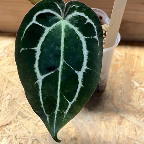 【HS】アンスリウム　パンプキンスパイス HS】アンスリウム パンプキンスパイス 🎃Anthurium 'Pumpkin