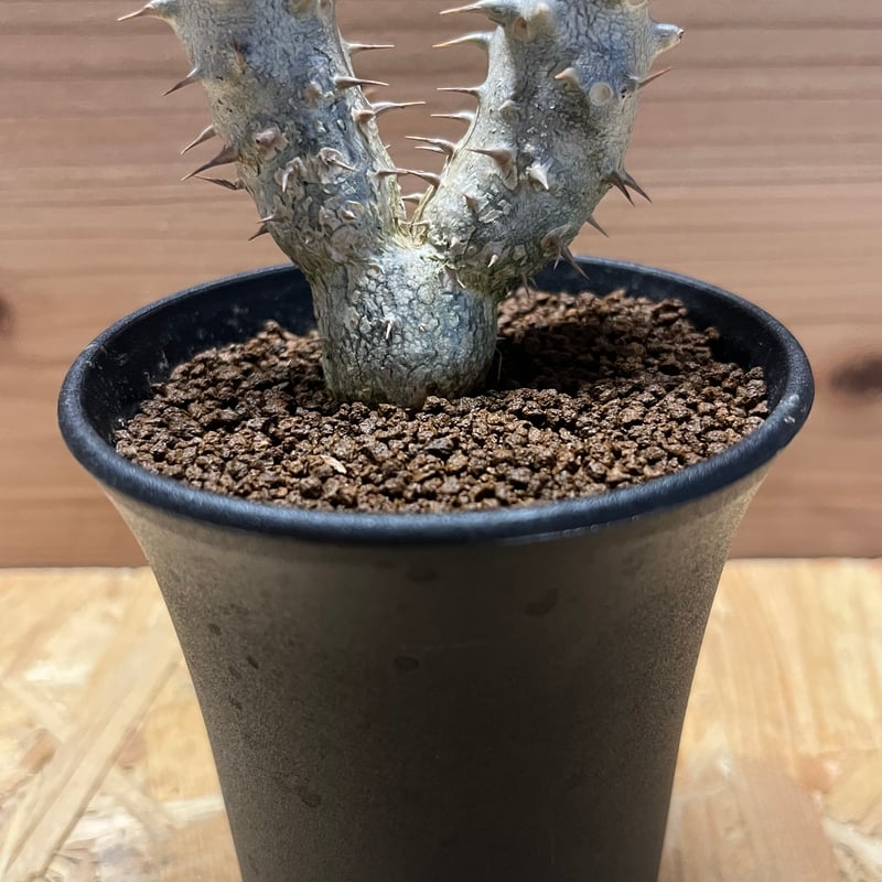 blue ページ　パキポディウム2点 Amazon｜ITANSE パキポディウム グラキリス 2号鉢 1個売り