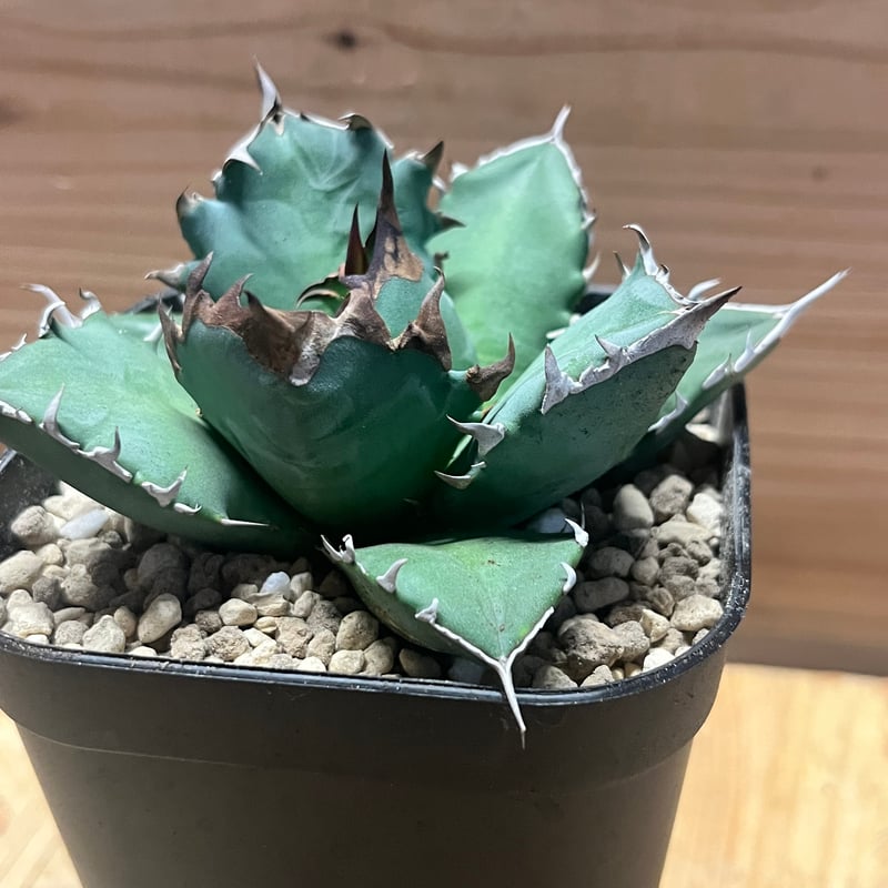 アガベ チタノタ 姫厳竜 valiem アガベ チタノタ 姫厳竜 valiem アガベ