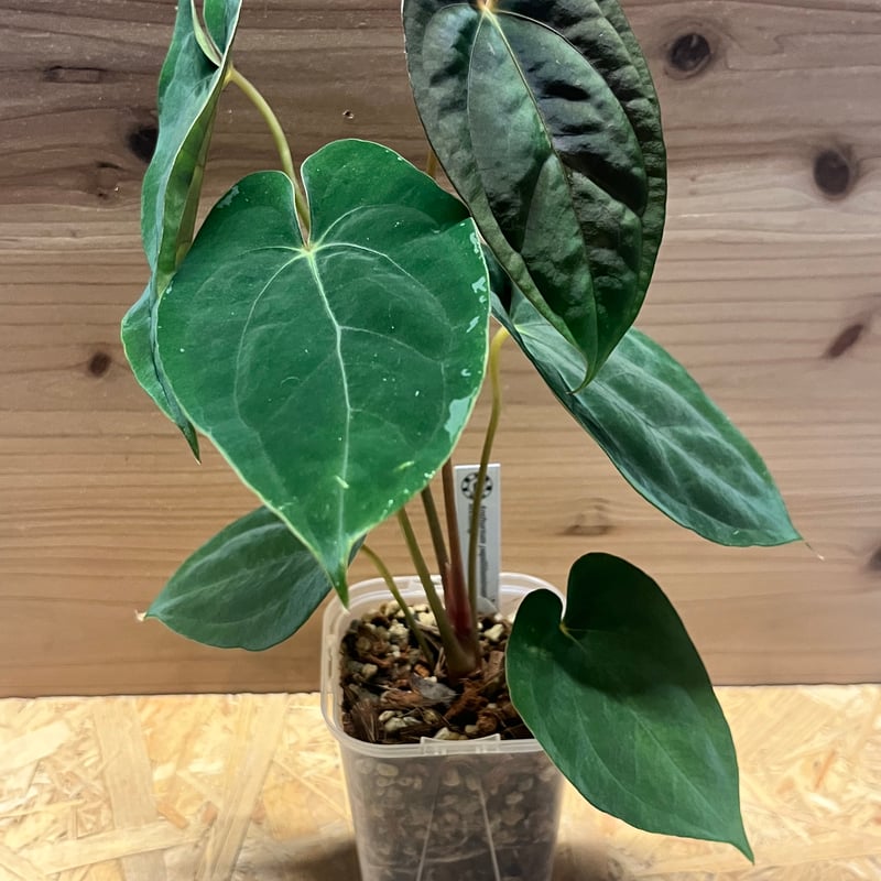 アンスリウム　パピリラミナム アンスリウム パピリラミナム | GREEN LUCK