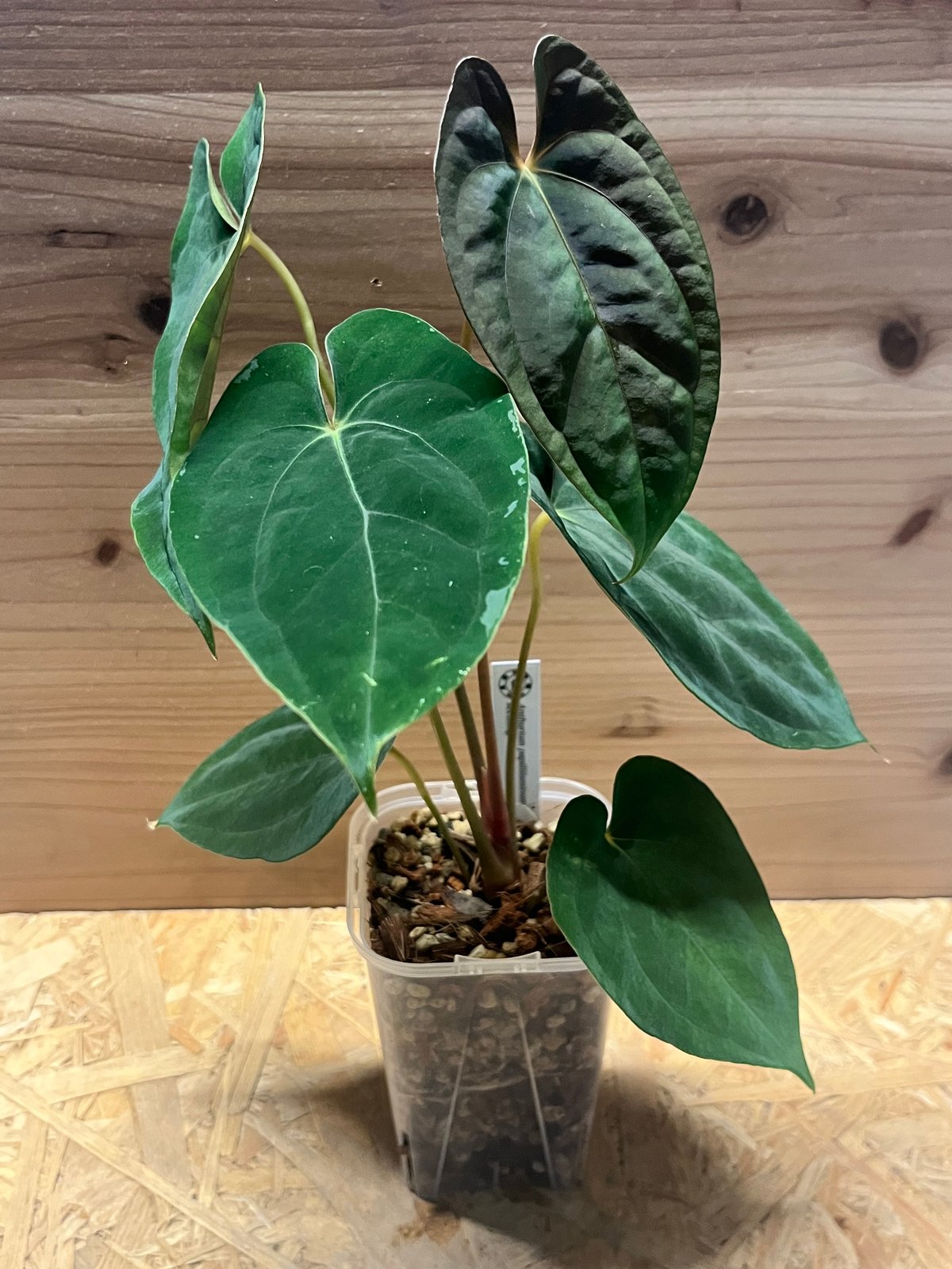 アンスリウム パピリラミナム シーディング | GREEN LUCK