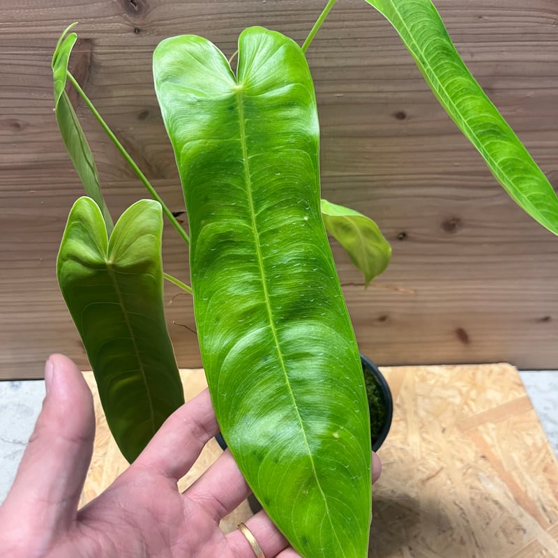 フィロデンドロン シャロニアエ | GREEN LUCK