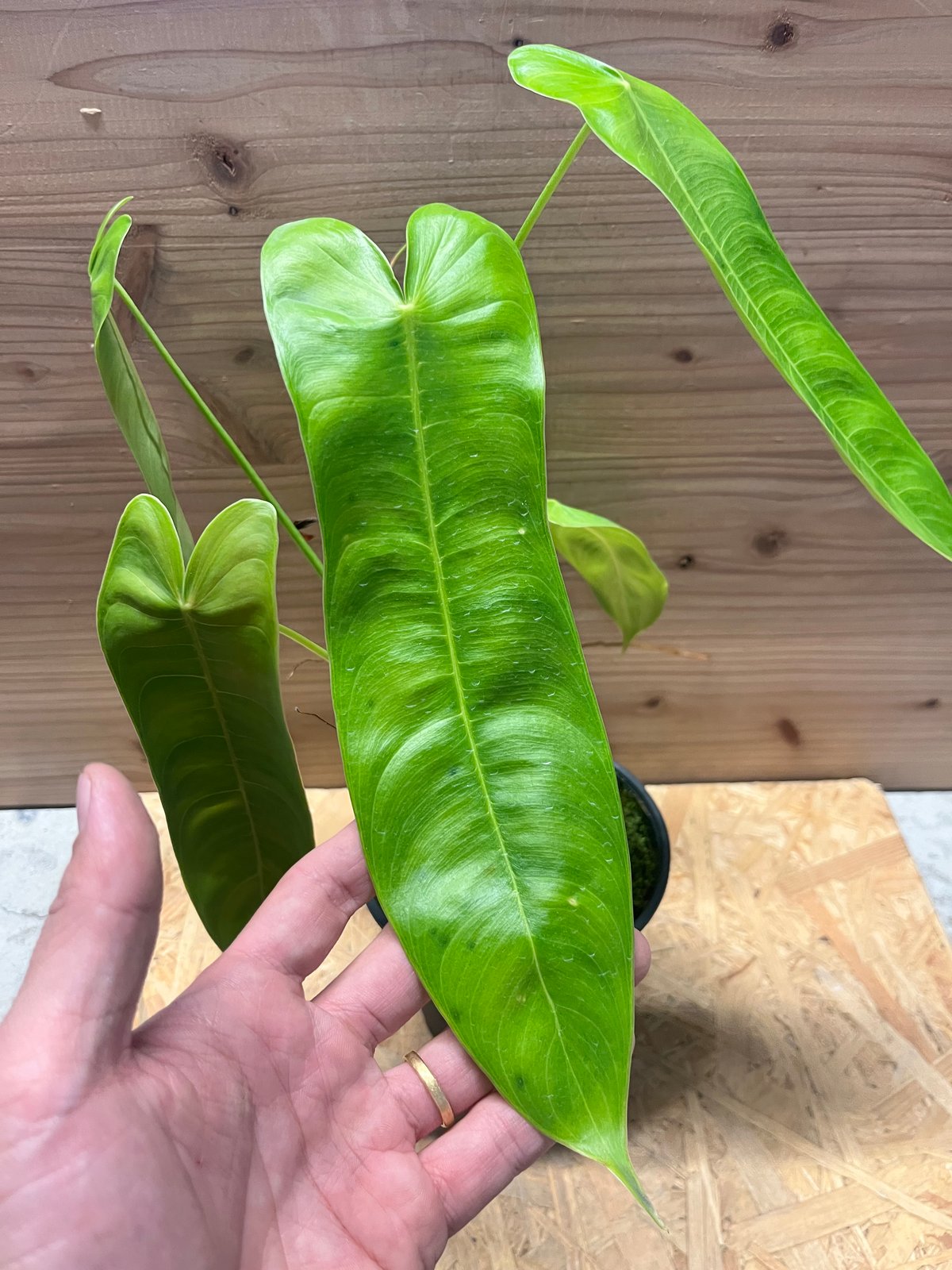 フィロデンドロン シャロニアエ | GREEN LUCK