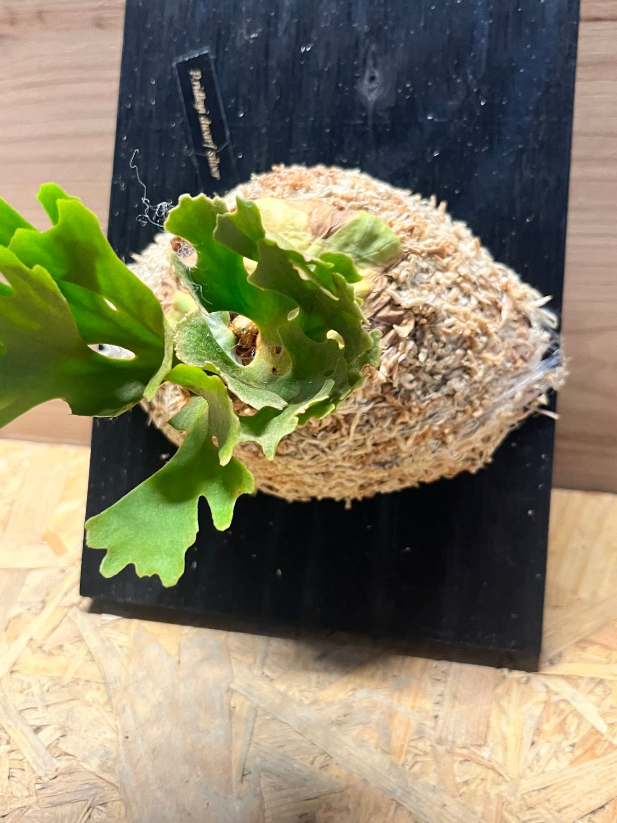 ビカクシダ リドレイ ドワーフ シルベリー | GREEN LUCK