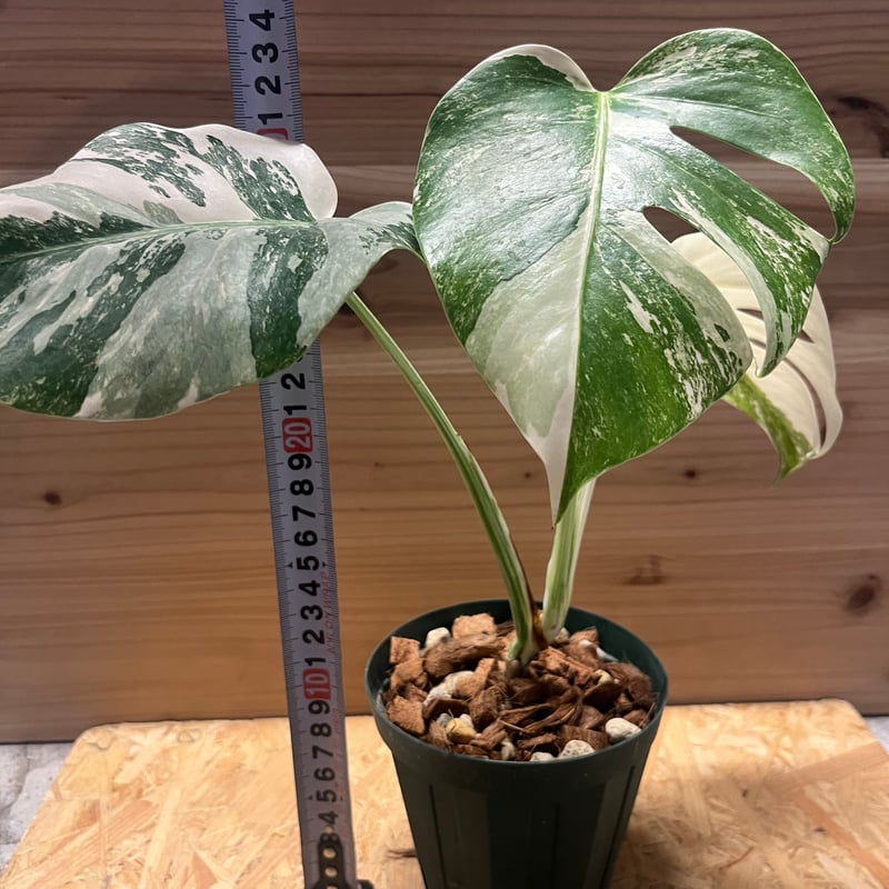 極斑タイプ 斑入りモンステラ ボルシギアナ バリエガータ | GREEN LUCK