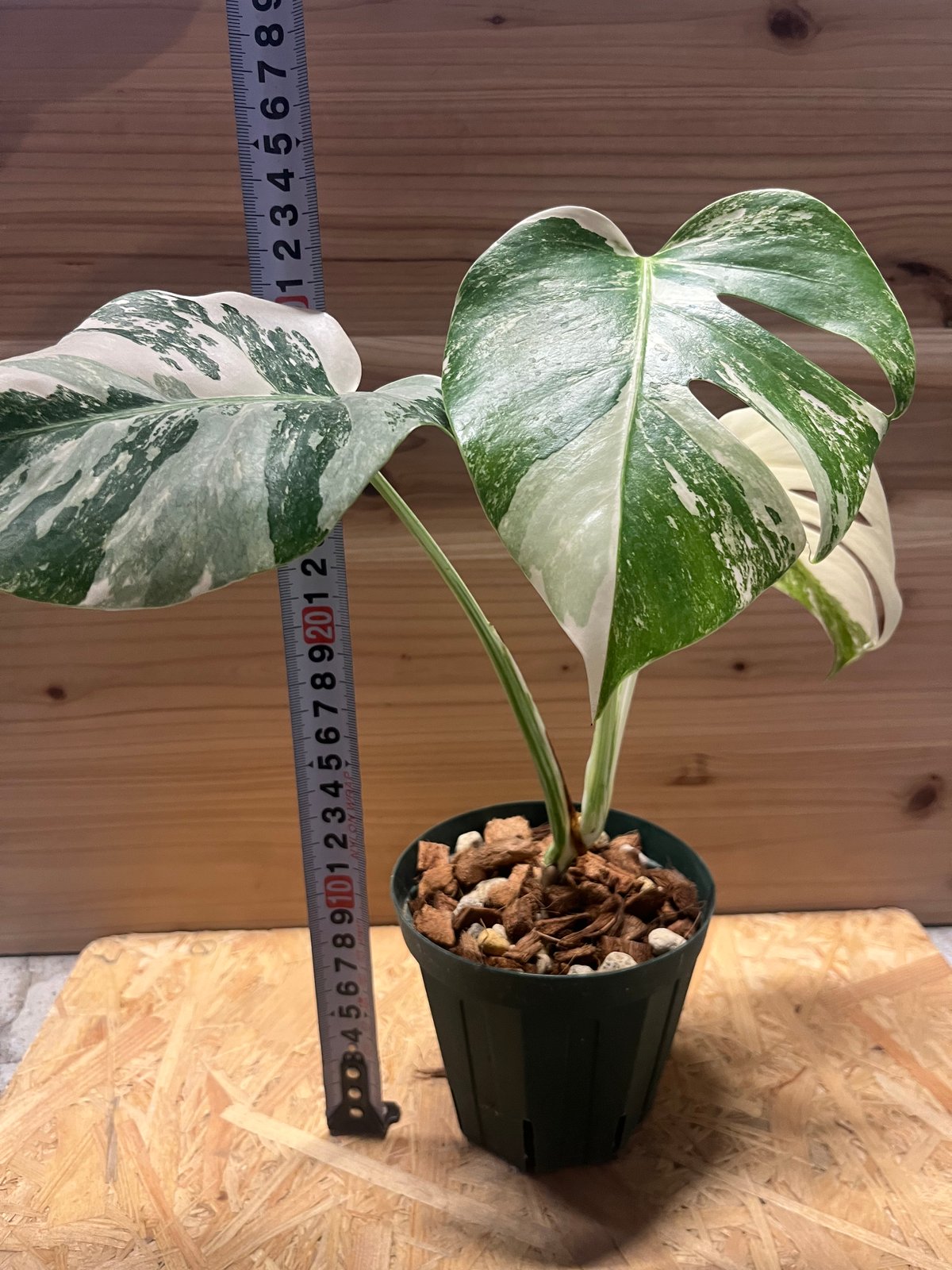 極斑タイプ 斑入りモンステラ ボルシギアナ バリエガータ | GREEN LUCK