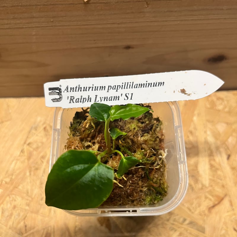 アンスリウム パピリラミナム ラルフライナム | GREEN LUCK