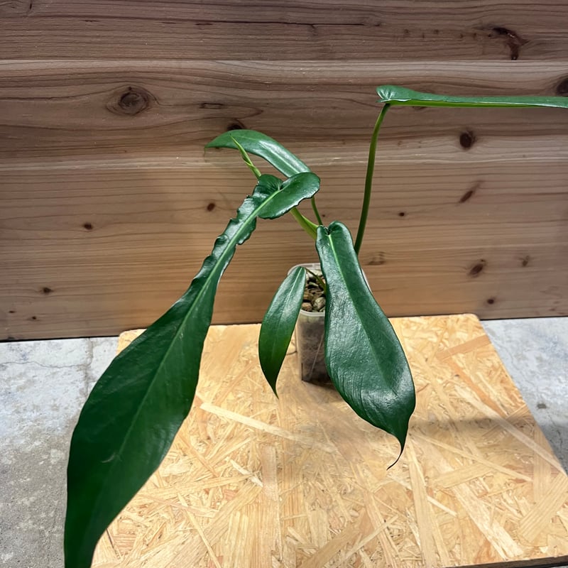 フィロデンドロン ジョーピー | GREEN LUCK