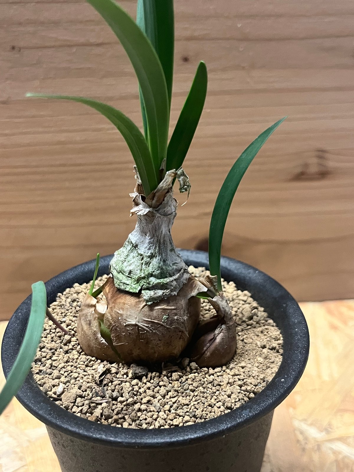 キルタンサス スピラリス キルタンサス スピラリス | GREEN LUCK