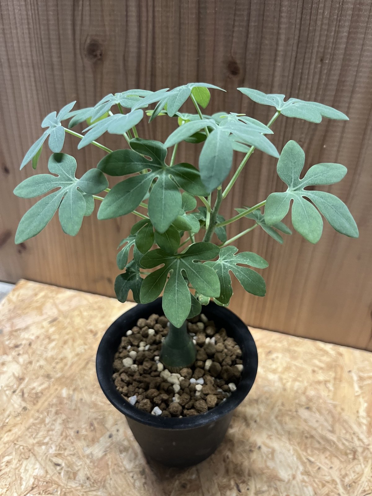 発根済み　アデニアグラウカ　大きめ アデニア グラウカ 幻蝶かずら | GREEN LUCK