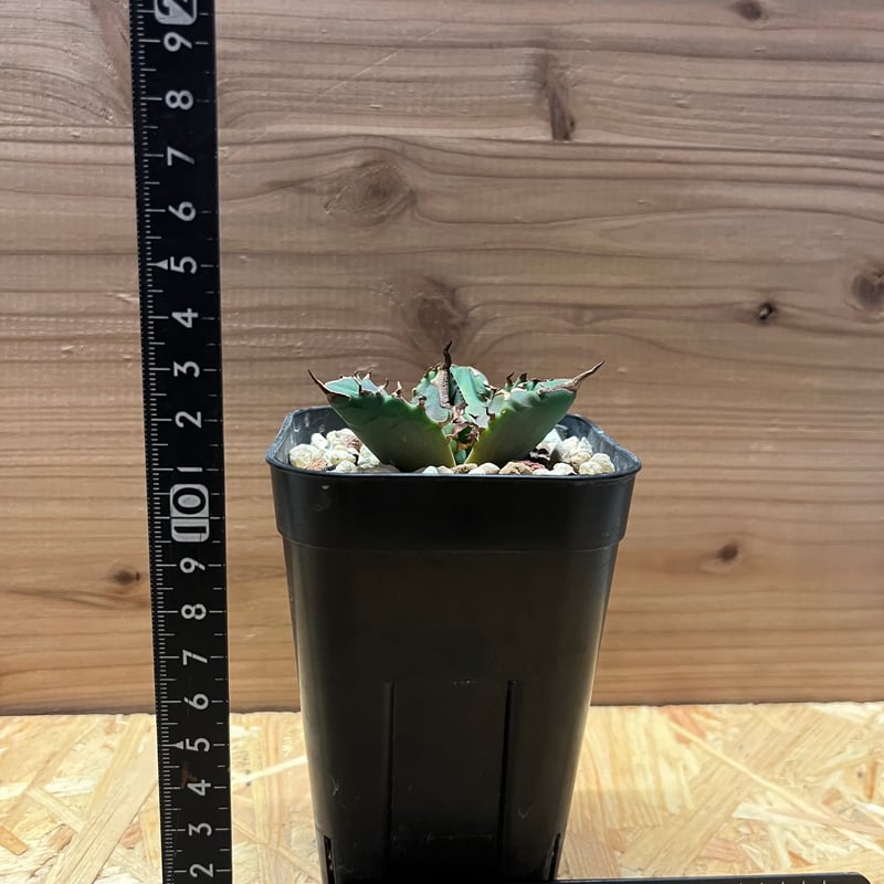 アガベ チタノタ ホワイトファイヤー | GREEN LUCK