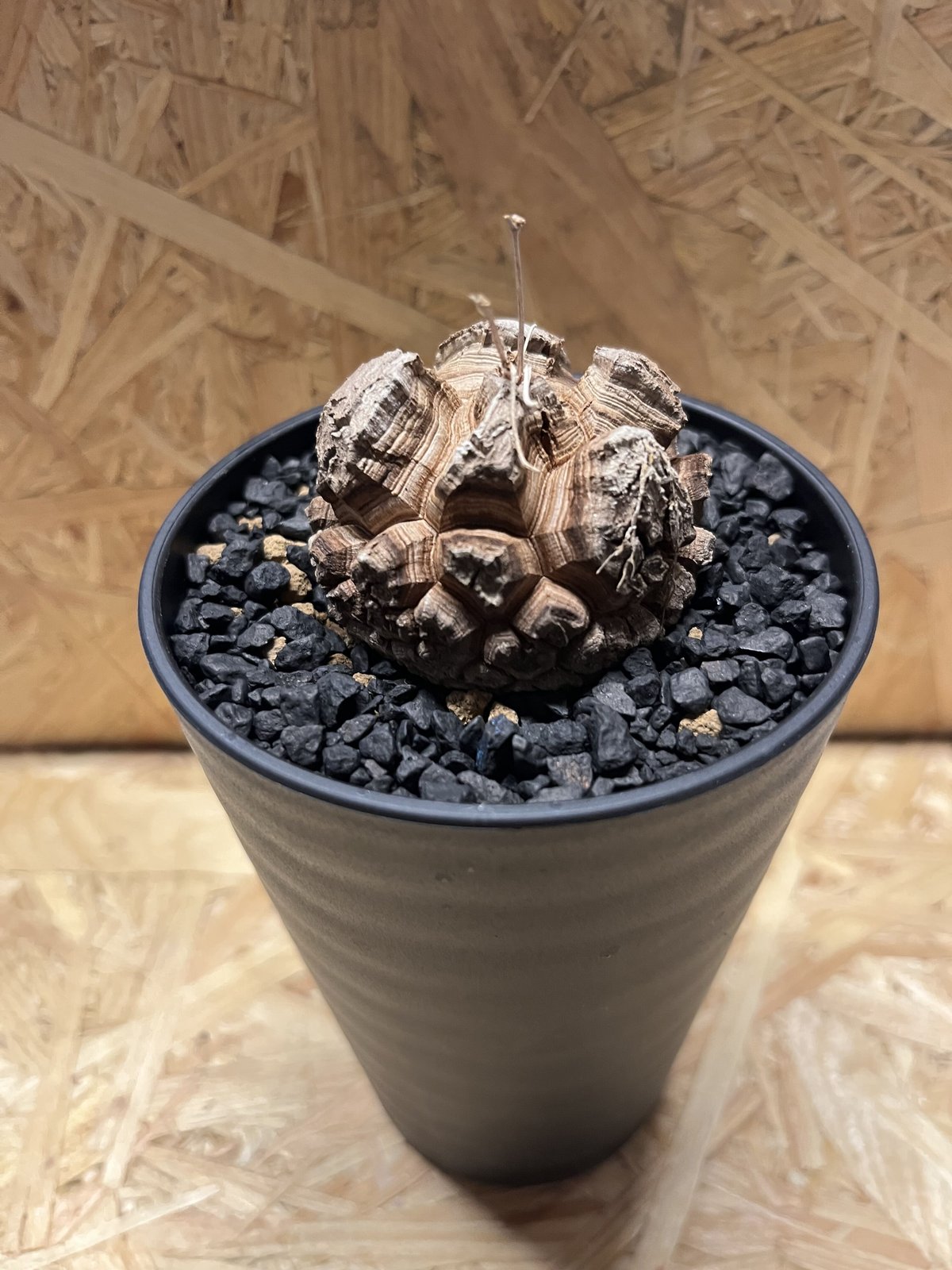 亀甲竜 ディオスコレア エレファンティペス | GREEN LUCK